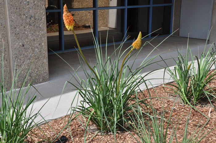 Plant photo of: Kniphofia 'Wilhelm's Lance'