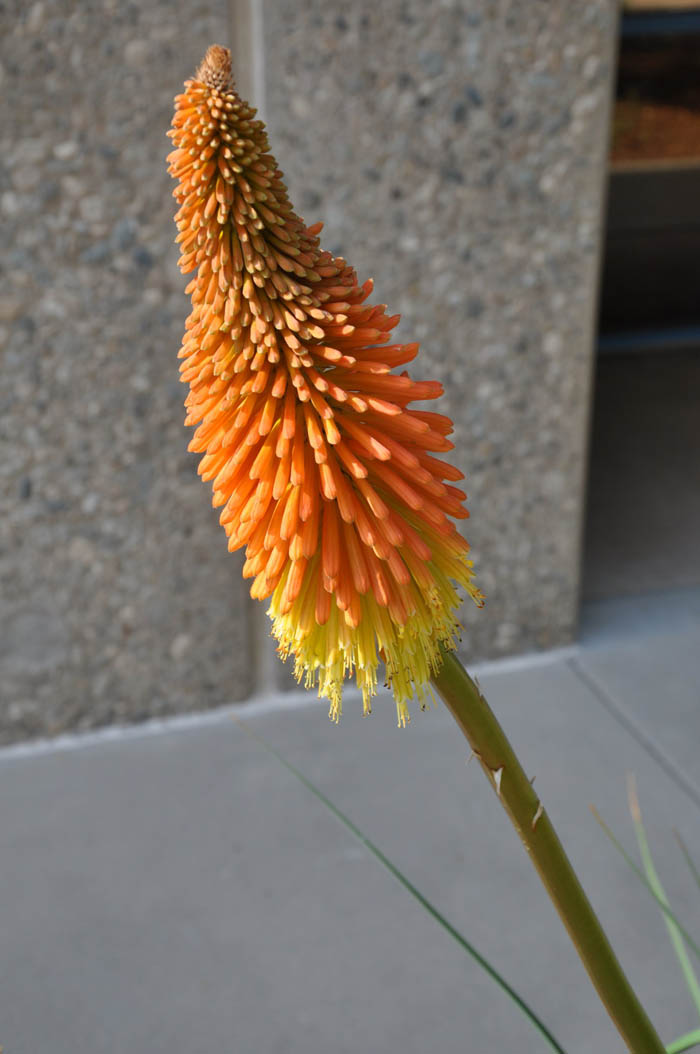 Plant photo of: Kniphofia 'Wilhelm's Lance'