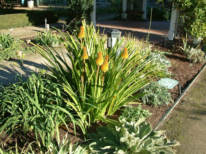 Plant photo of: Kniphofia 'Wilhelm's Lance'