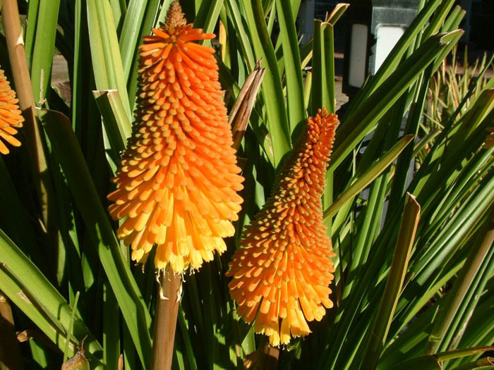 Plant photo of: Kniphofia 'Wilhelm's Lance'