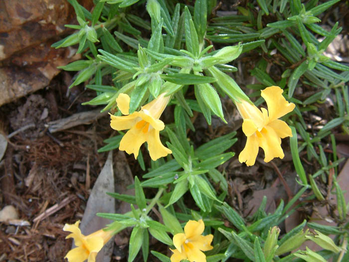 Plant photo of: Mimulus 'Jelly Bean Yellow'