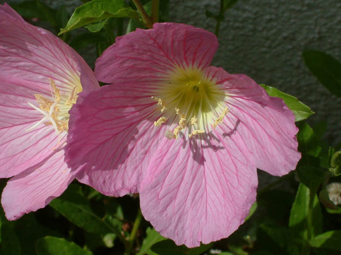 Plant photo of: Oenothera speciosa 'Siskiyou'