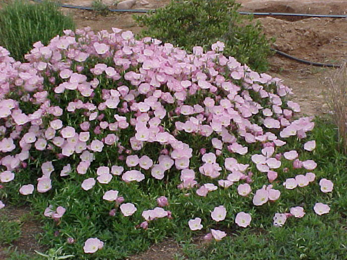 Plant photo of: Oenothera speciosa 'Siskiyou'