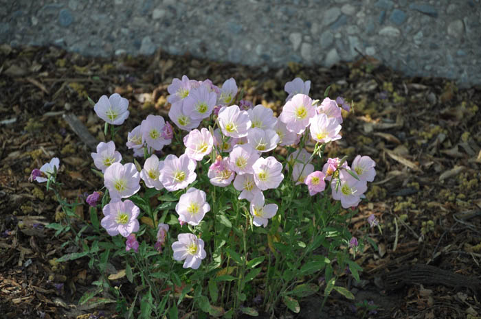 Plant photo of: Oenothera speciosa 'Siskiyou'