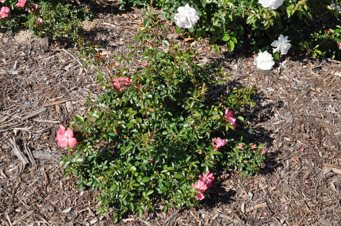 Plant photo of: Rosa X 'Noala'