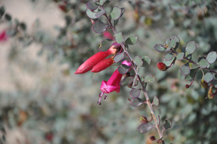 Plant photo of: Zauschneria californica 'Ghostly Red'