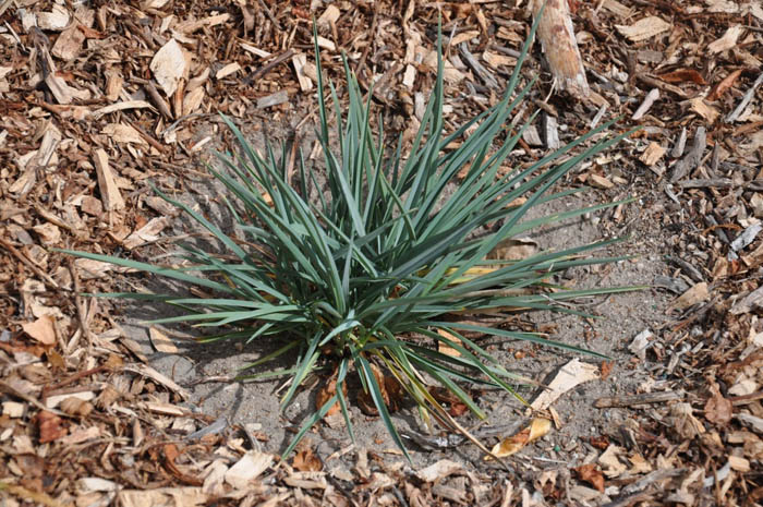 Plant photo of: Dianella revoluta 'DTN03'