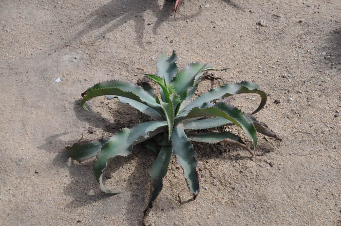 Plant photo of: Agave gypsophila