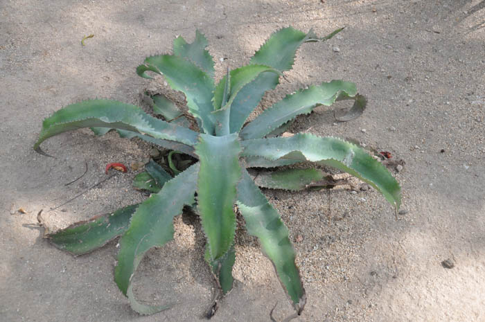 Plant photo of: Agave gypsophila