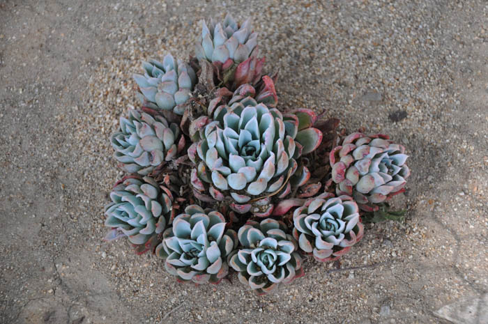 Plant photo of: Echeveria 'Purple Queen'