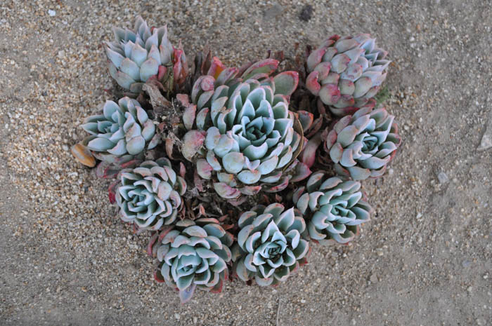 Plant photo of: Echeveria 'Purple Queen'