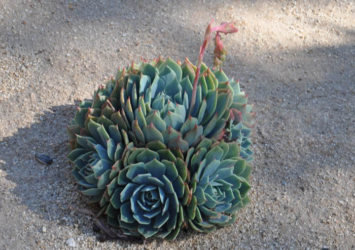 Plant photo of: Echeveria lilacina