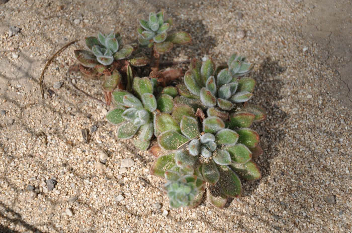 Plant photo of: Echeveria setosa 'Oliver'