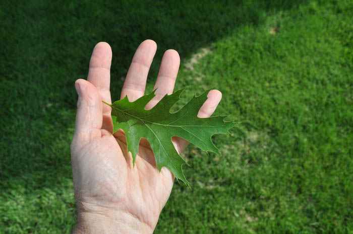 Plant photo of: Quercus rubra