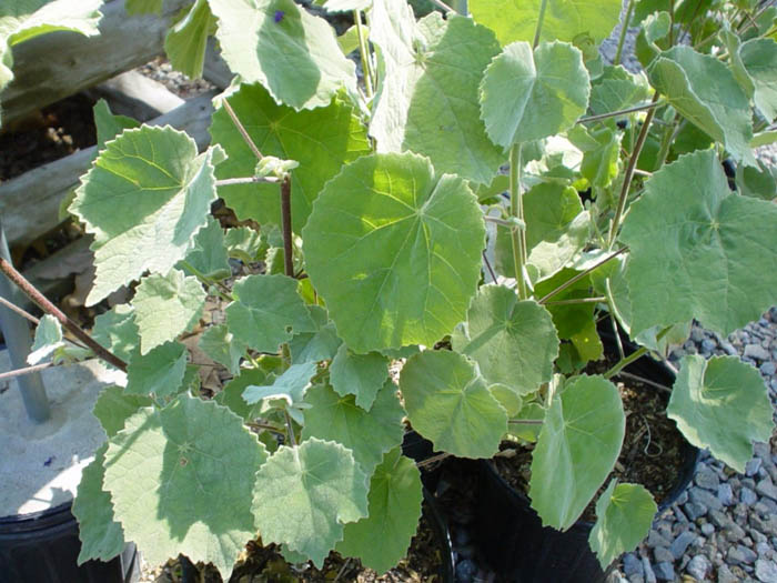 Plant photo of: Abutilon palmeri