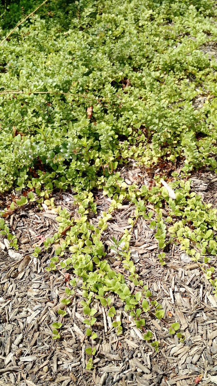 Plant photo of: Satureja douglasii