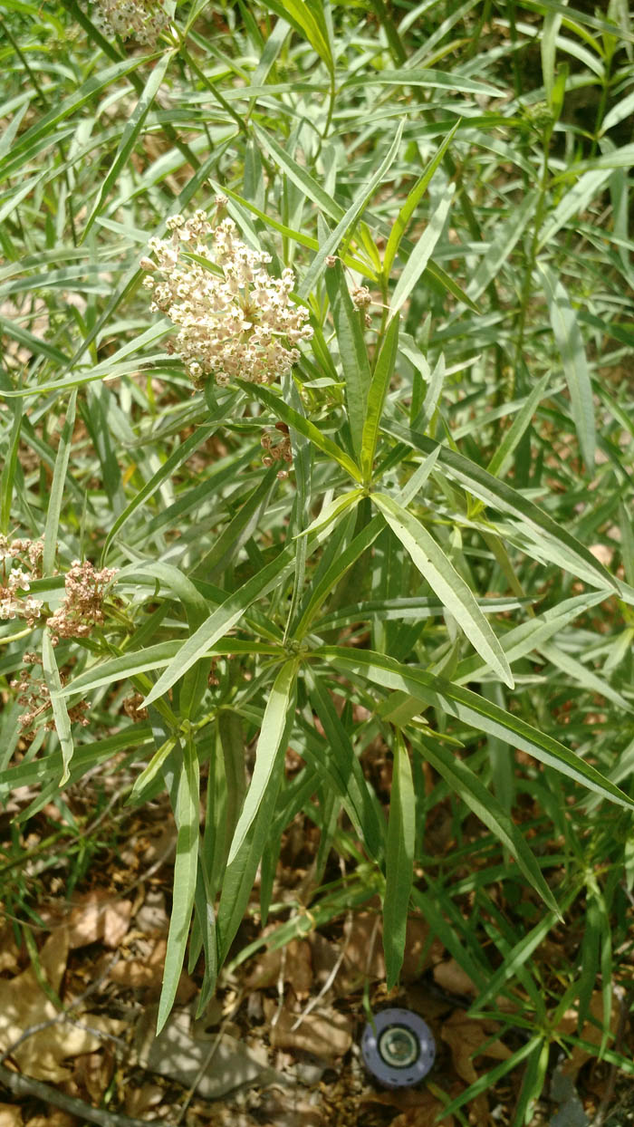 Plant photo of: Asclepias fascicularis