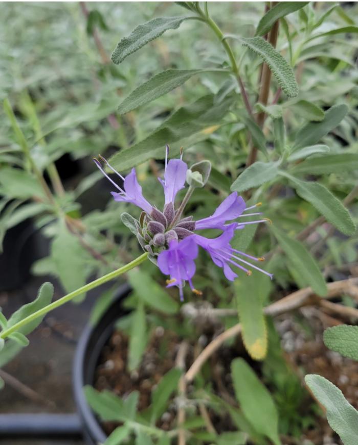 Plant photo of: Salvia 'Pozo Blue'