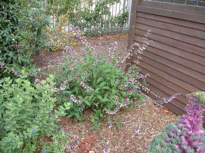 Plant photo of: Salvia 'Waverly'