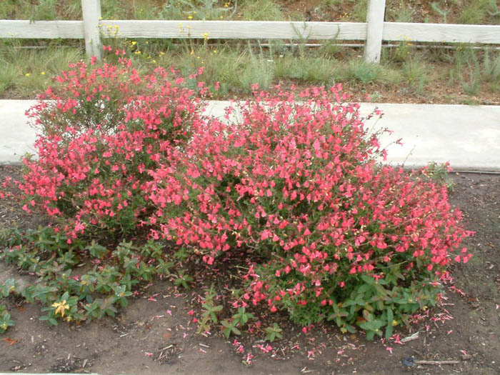 Plant photo of: Salvia greggii