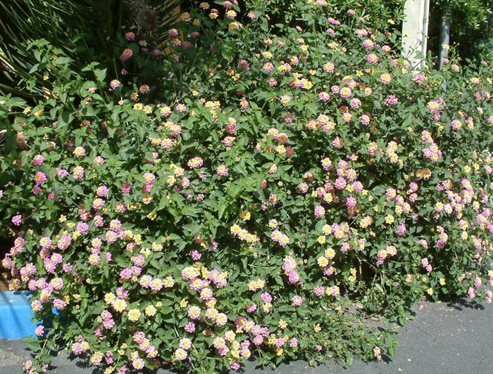 Plant photo of: Lantana camara