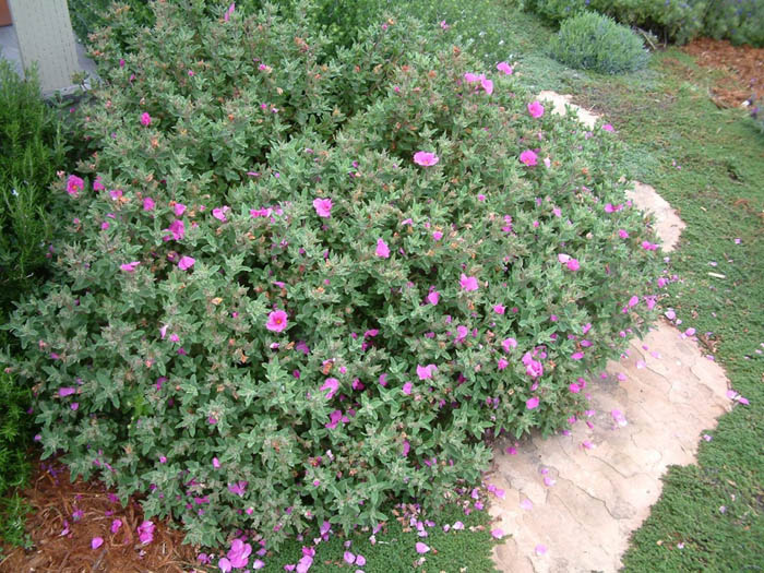 Plant photo of: Cistus 'Sunset'