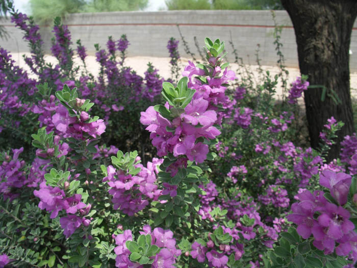 Plant photo of: Leucophyllum langmaniae 'Lynn's Legacy'