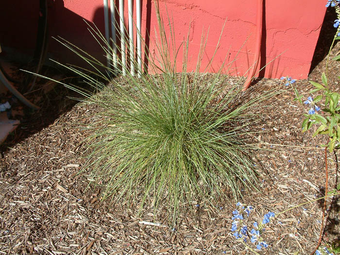 Plant photo of: Muhlenbergia dubia