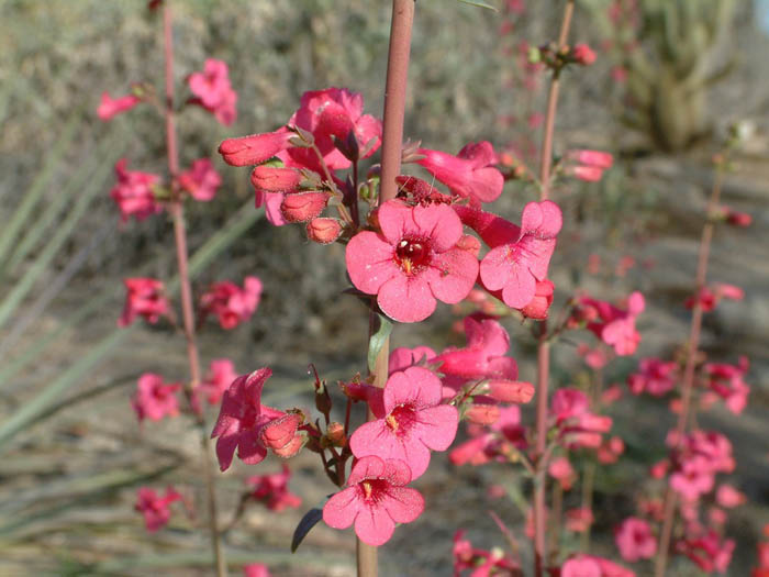 Plant photo of: Penstemon parryi