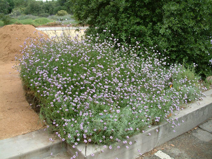 Plant photo of: Verbena lilacina