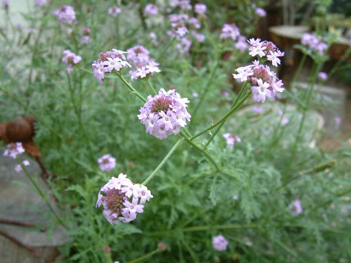 Plant photo of: Verbena lilacina