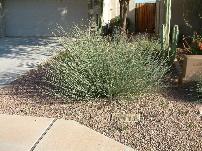 Plant photo of: Asclepias subulata