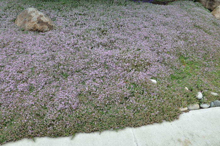 Plant photo of: Thymus 'Victor Reiter'