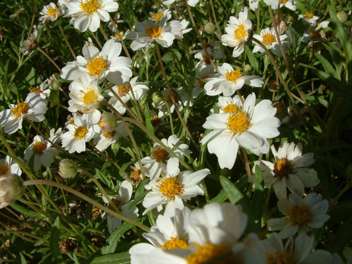 Plant photo of: Melampodium leucanthum