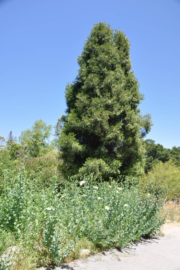 Plant photo of: Hesperocyparis forbesii