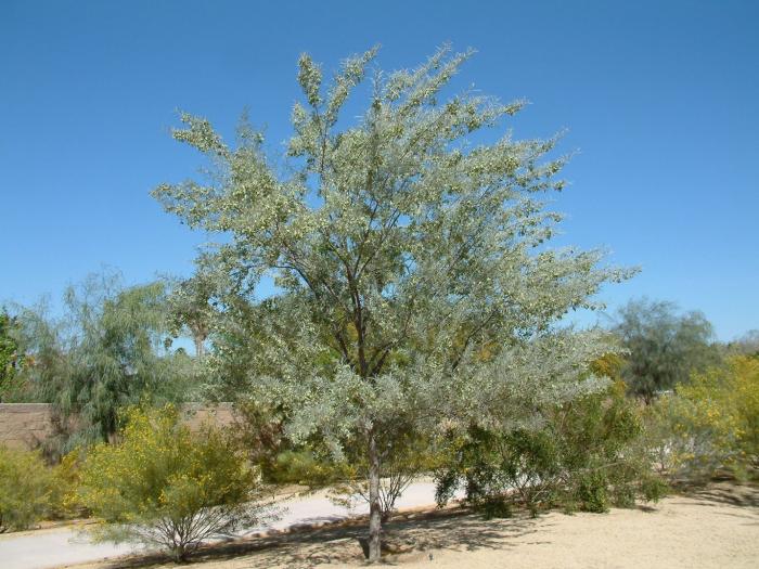 Plant photo of: Acacia aneura