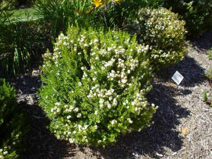 Plant photo of: Myrtus communis tarentina 'Compacta'