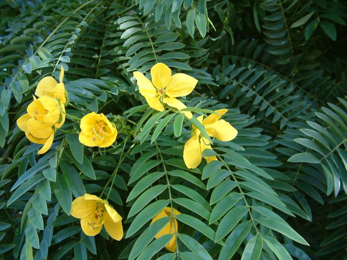 Plant photo of: Cassia leptophylla