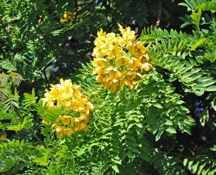 Plant photo of: Cassia leptophylla