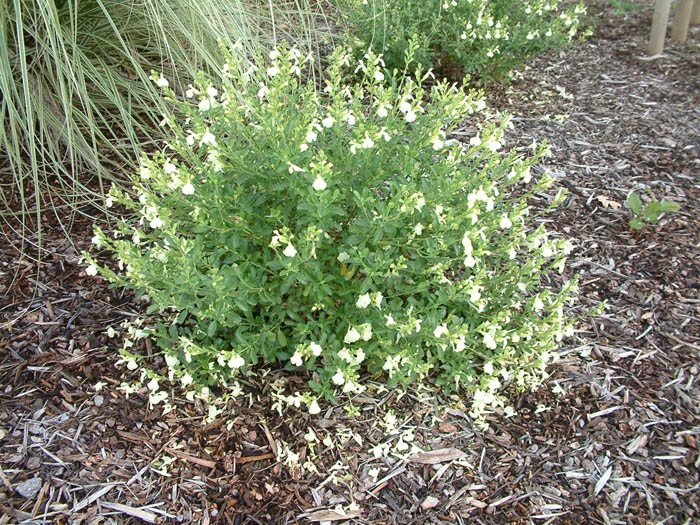 Plant photo of: Salvia greggii 'Alba'