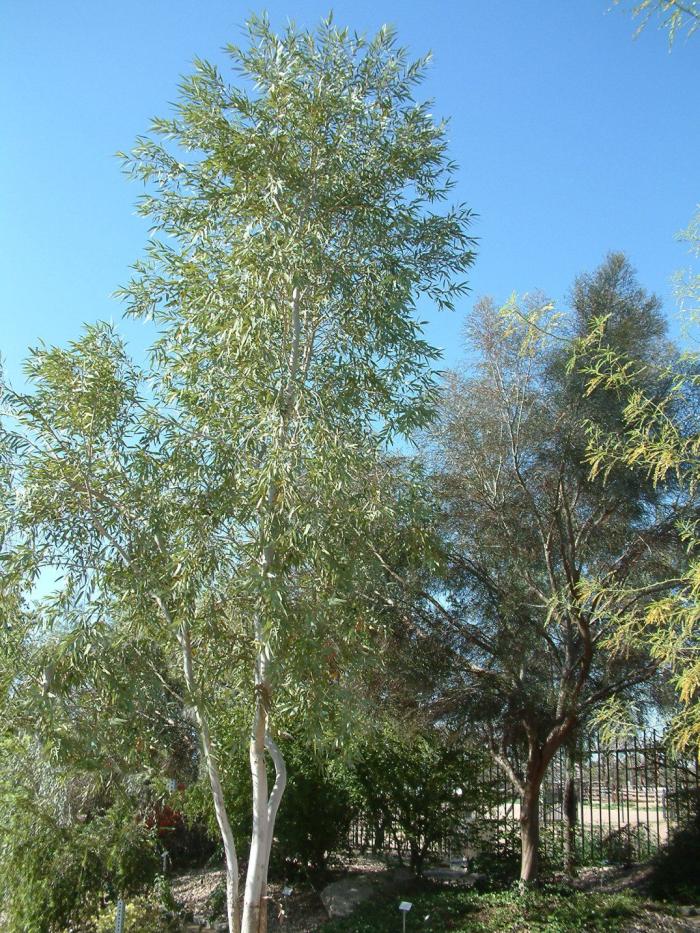 Plant photo of: Eucalyptus aparrerinja