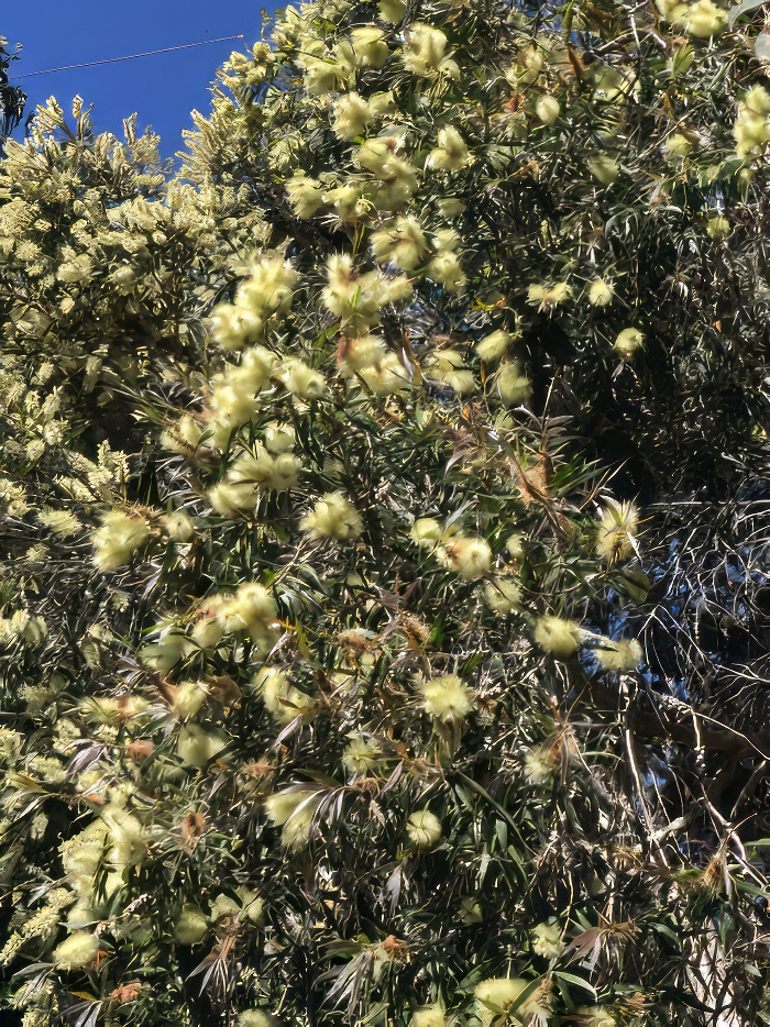 Plant photo of: Callistemon salignus