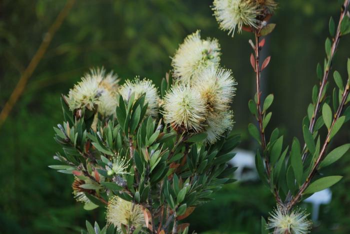 Plant photo of: Callistemon salignus