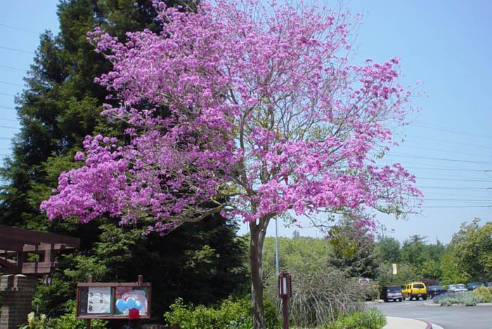 Plant photo of: Robinia 'Purple Robe'