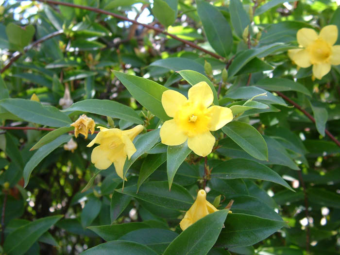 Plant photo of: Gelsemium sempervirens