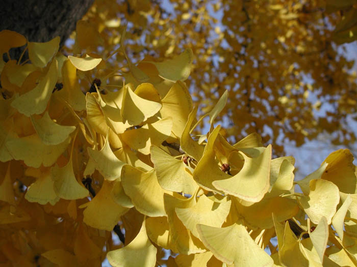 Plant photo of: Ginkgo biloba