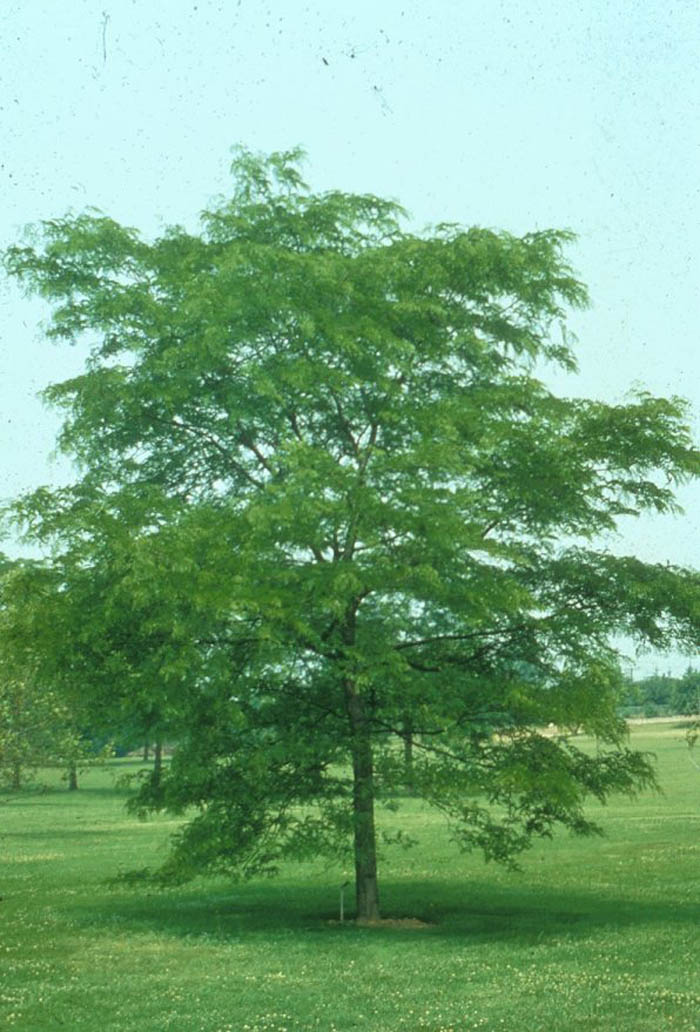 Plant photo of: Gleditsia tri. inermis 'Shademaster'