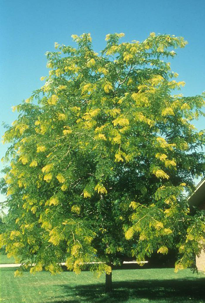 Plant photo of: Gleditsia tri. inermis 'Sunburst'