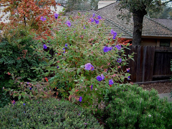 Plant photo of: Tibouchina urvilleana