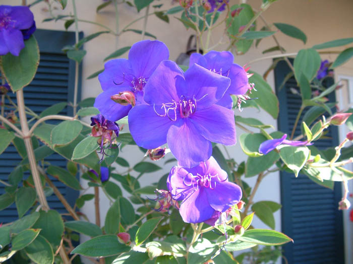 Plant photo of: Tibouchina urvilleana